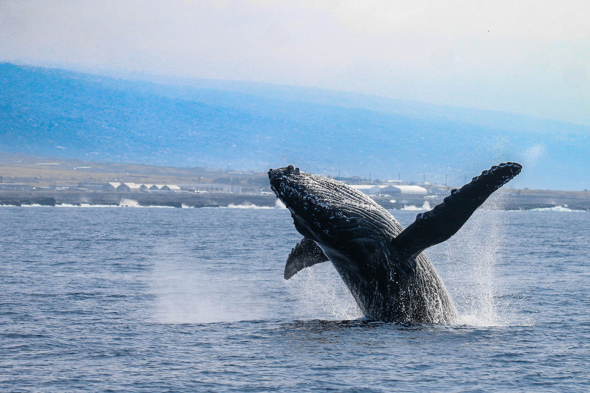 Beaked Whales | Hawaiian Adventures Kona